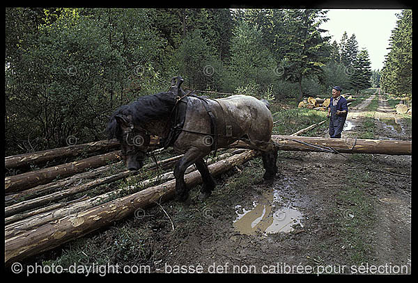 cheval de dbardage